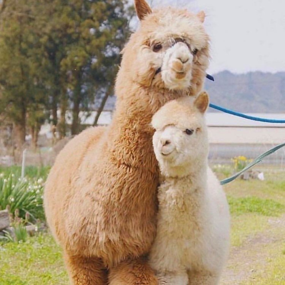 Meet your Posher, Felipe